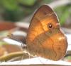 235098 – Photo : Norbert Verneau – Mayotte